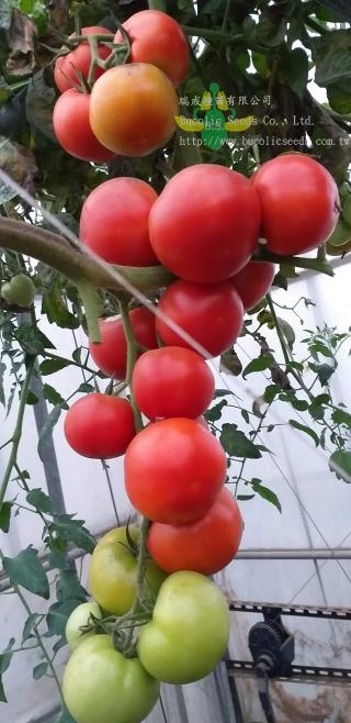 Beef Steak Tomato 9763 - Beef Steak Tomato 9763 (6)